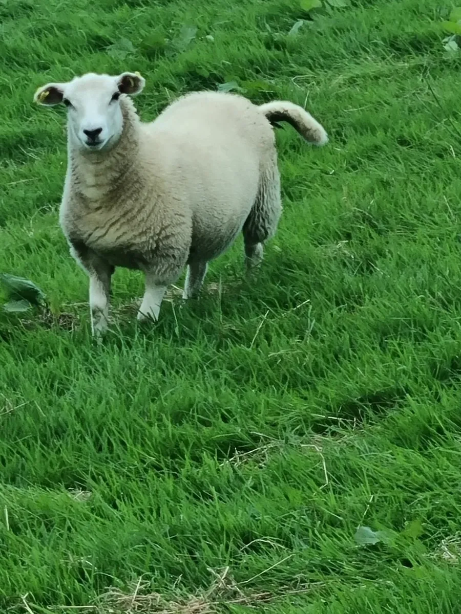 Organic lambs - Image 1