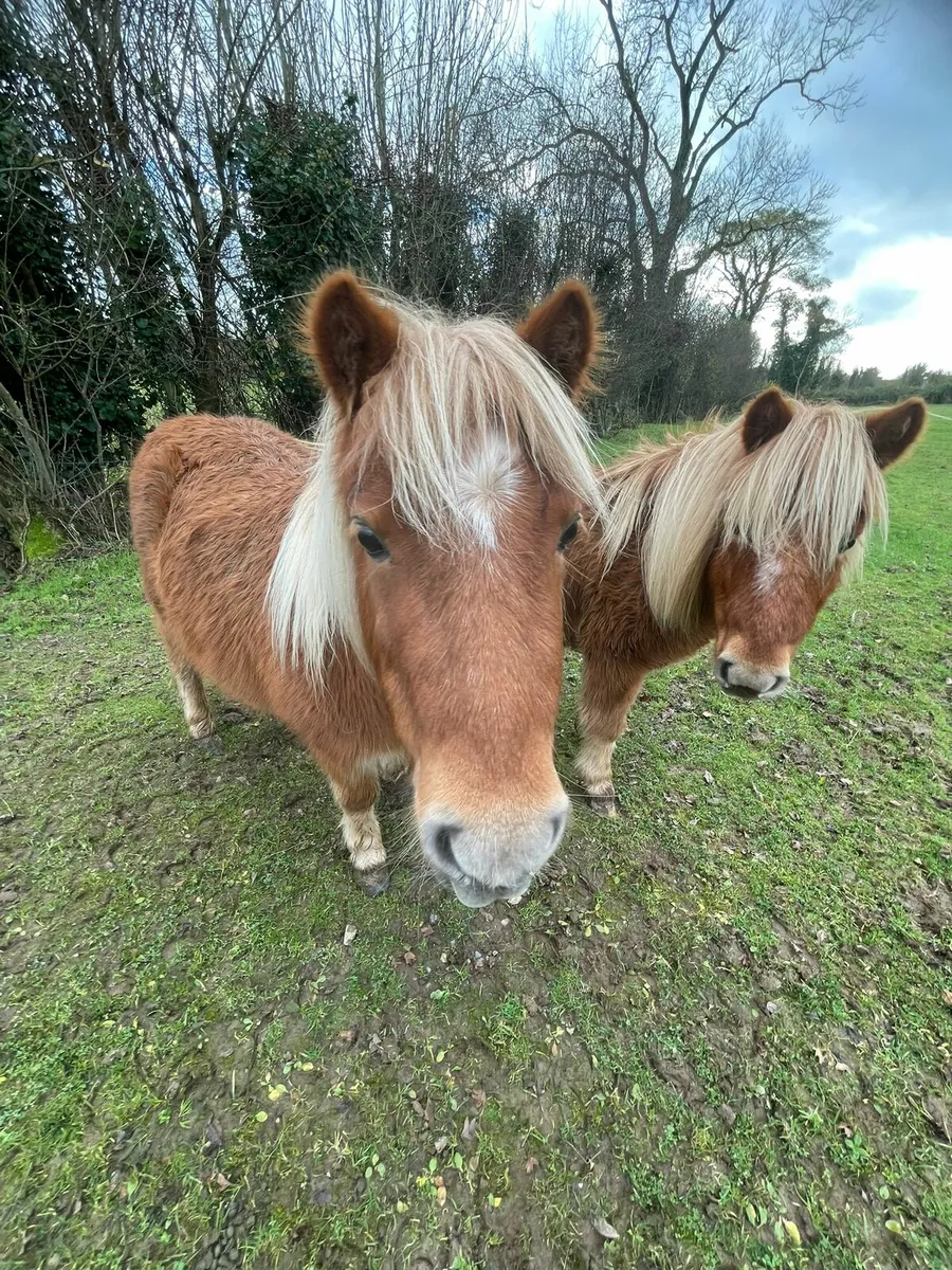 Shetland ponies for sale - Image 1