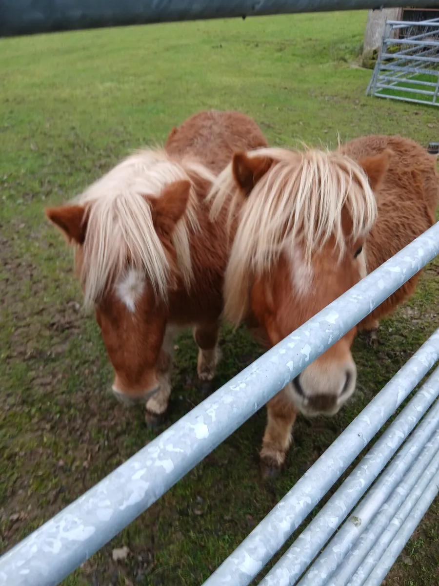 Shetland ponies for sale - Image 2