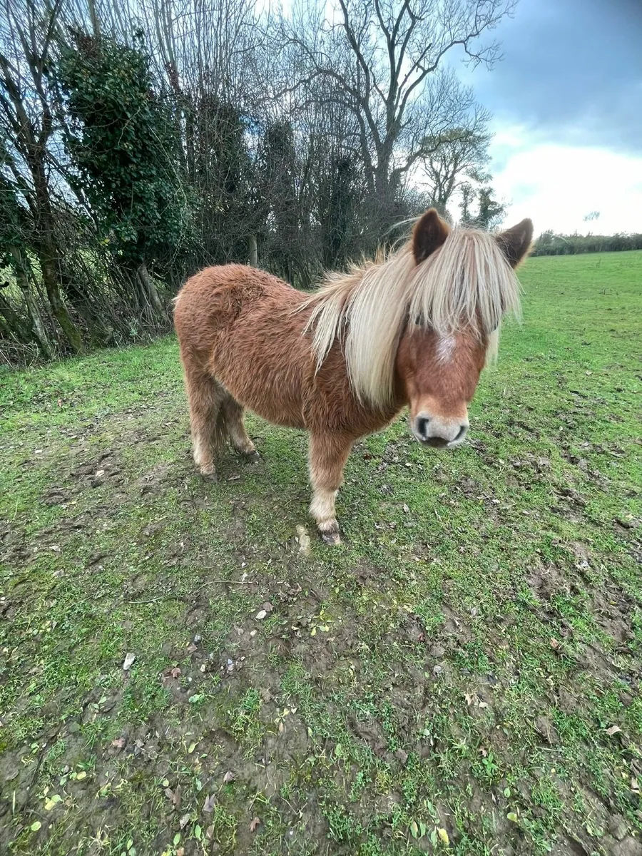 Shetland ponies for sale - Image 3