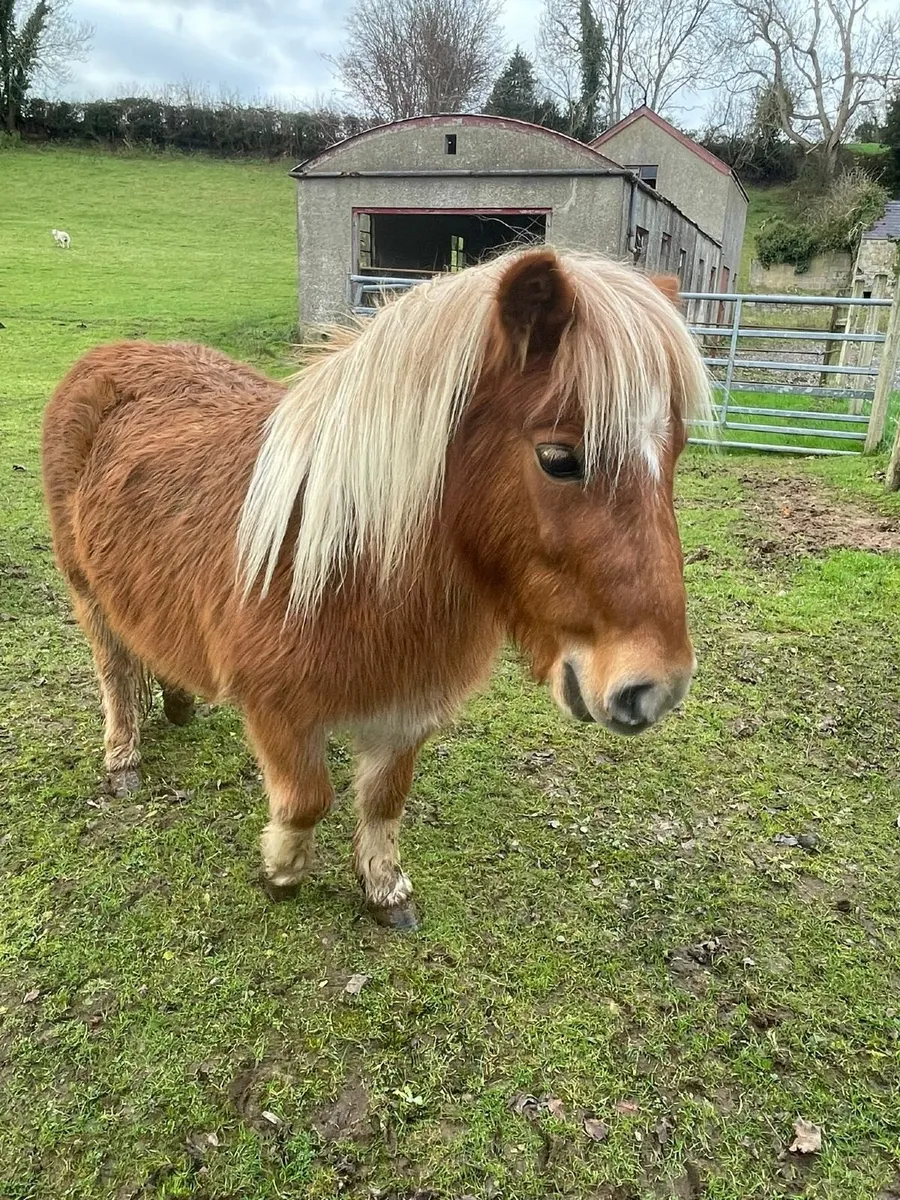 Shetland ponies for sale - Image 4