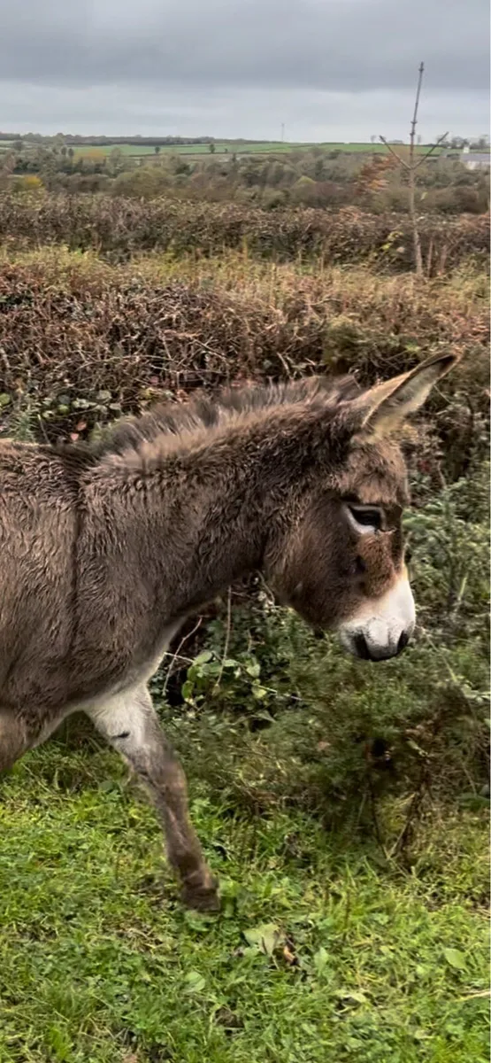 JENNY DONKEY - Image 1