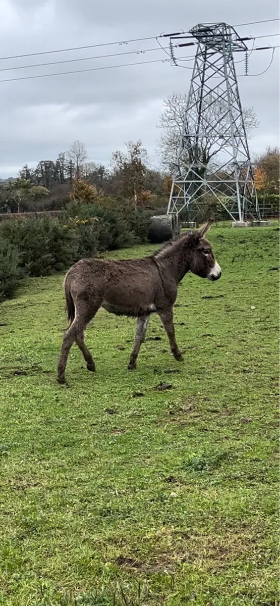 JENNY DONKEY - Image 2