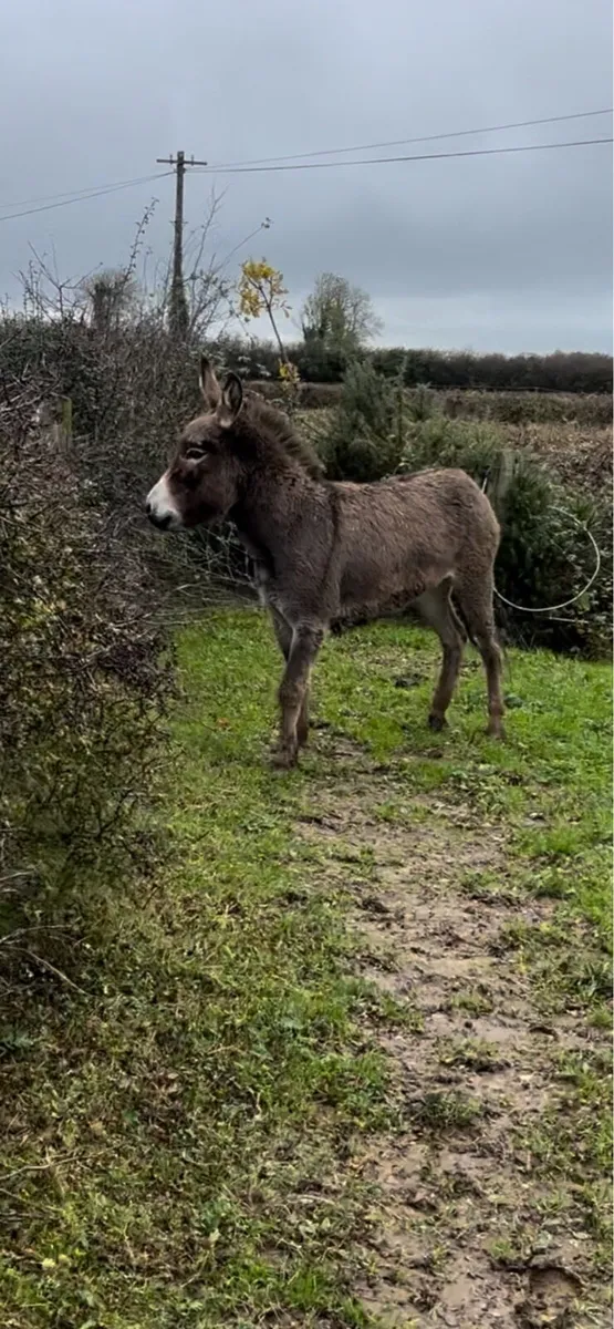 JENNY DONKEY - Image 3