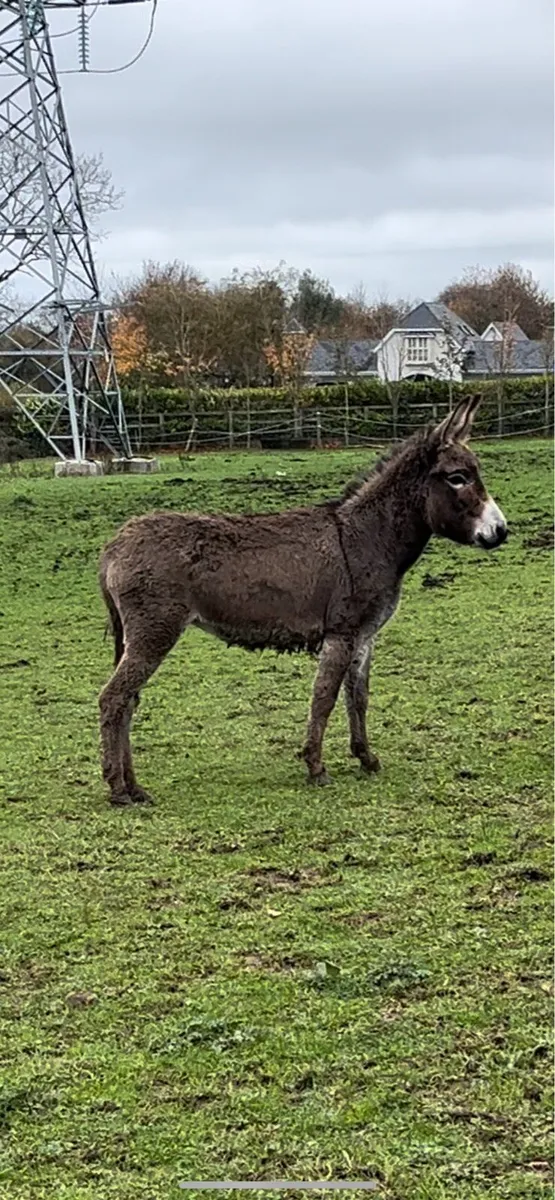 JENNY DONKEY - Image 4