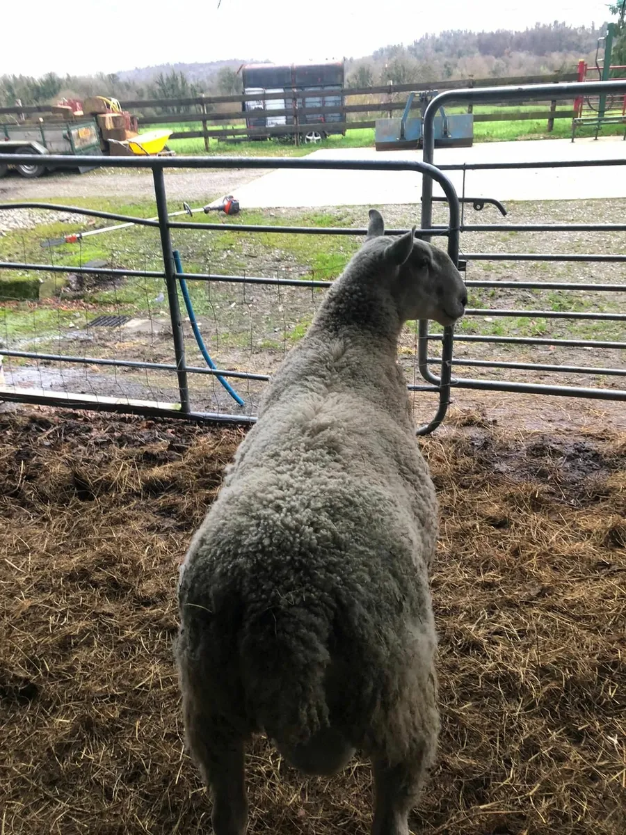 Blue faced leicester Ram. - Image 1