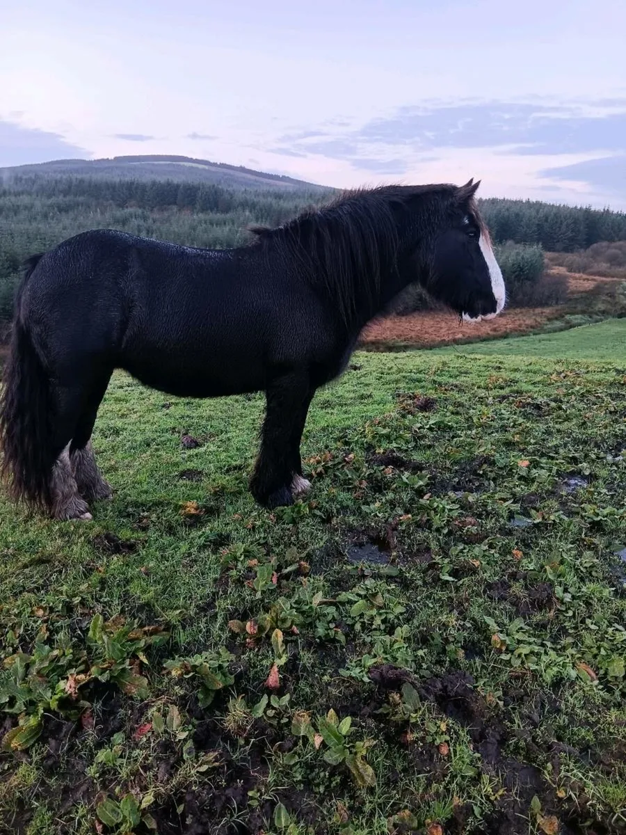 8yr old cob mare - Image 1