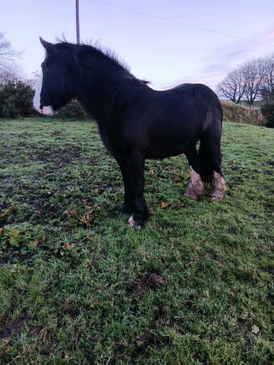 8yr old cob mare - Image 2