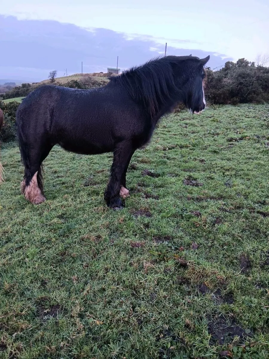 8yr old cob mare - Image 3