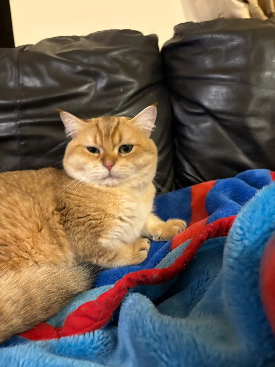 British short hair - Image 1