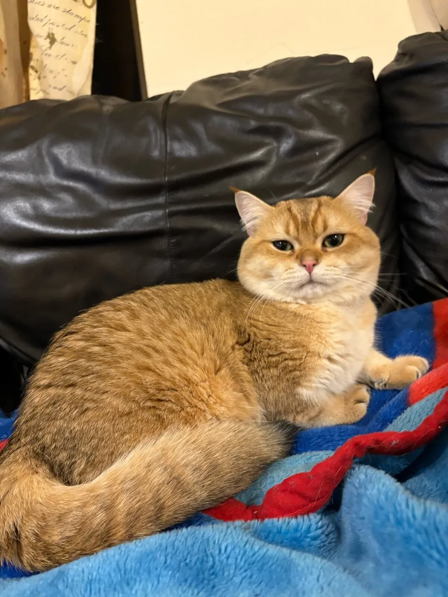 British short hair - Image 2