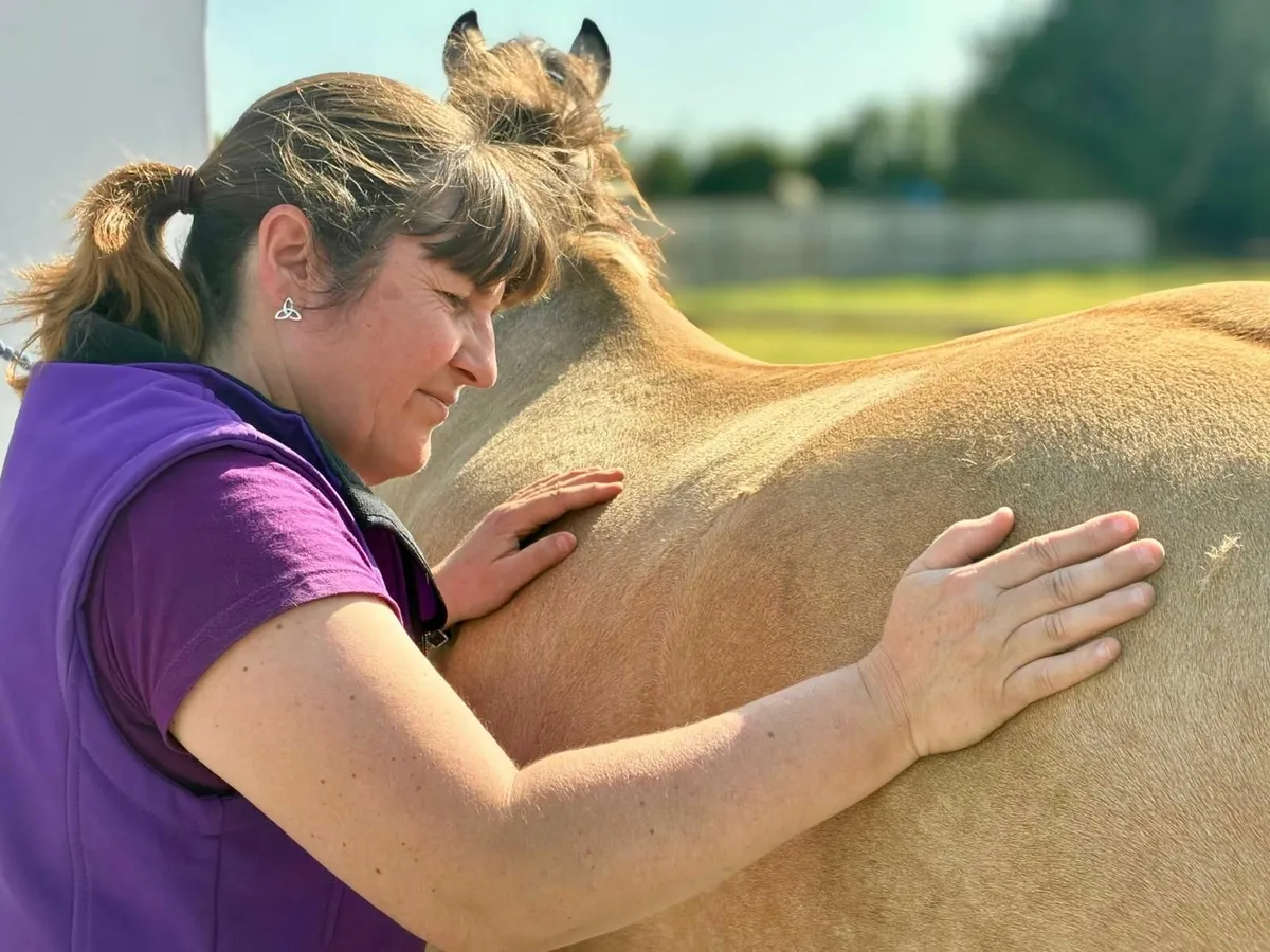 Massage therapy equine and canine - Image 2
