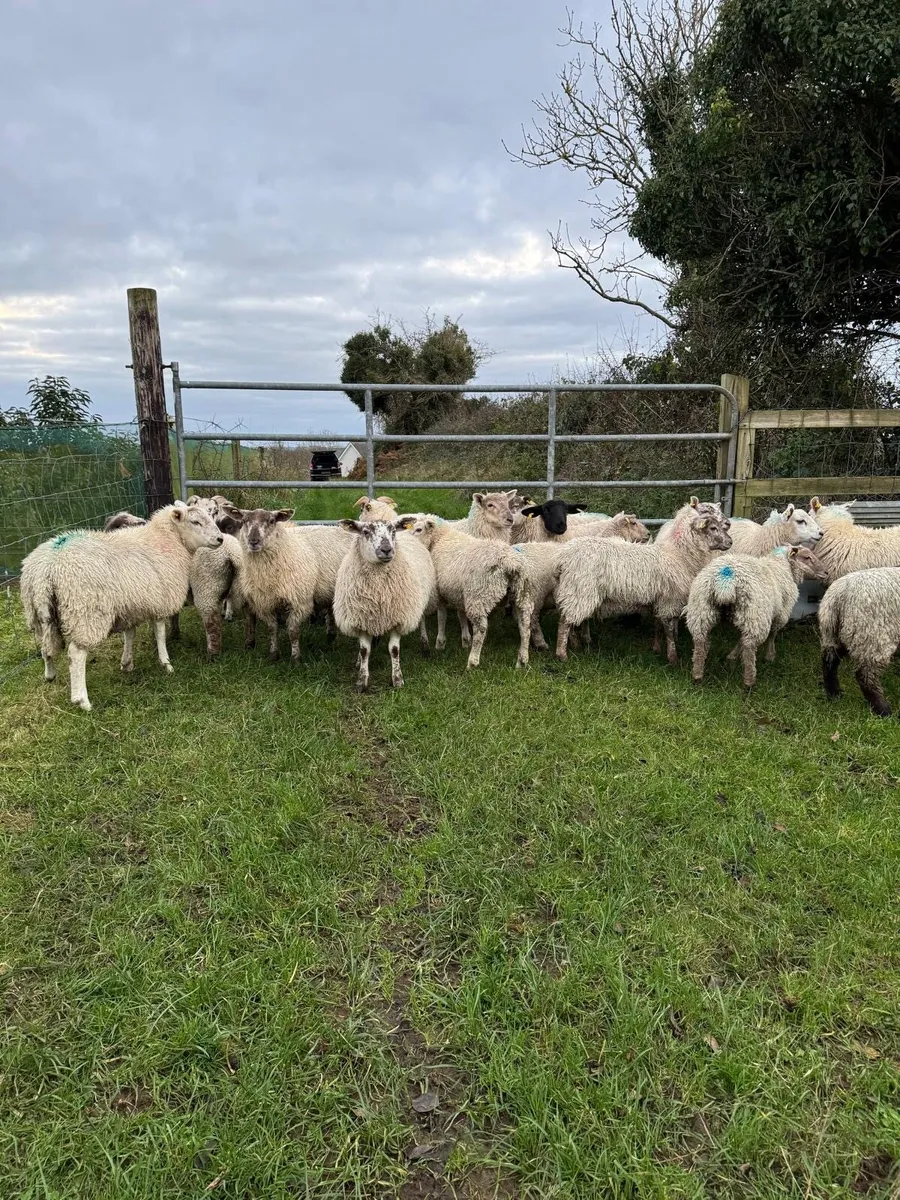 STORE LAMBS - Image 1