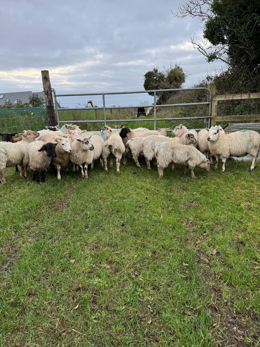 STORE LAMBS - Image 2