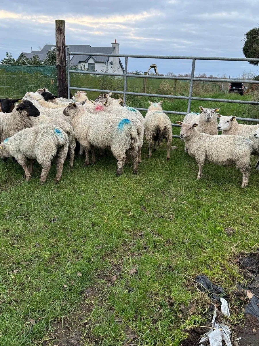 STORE LAMBS - Image 3