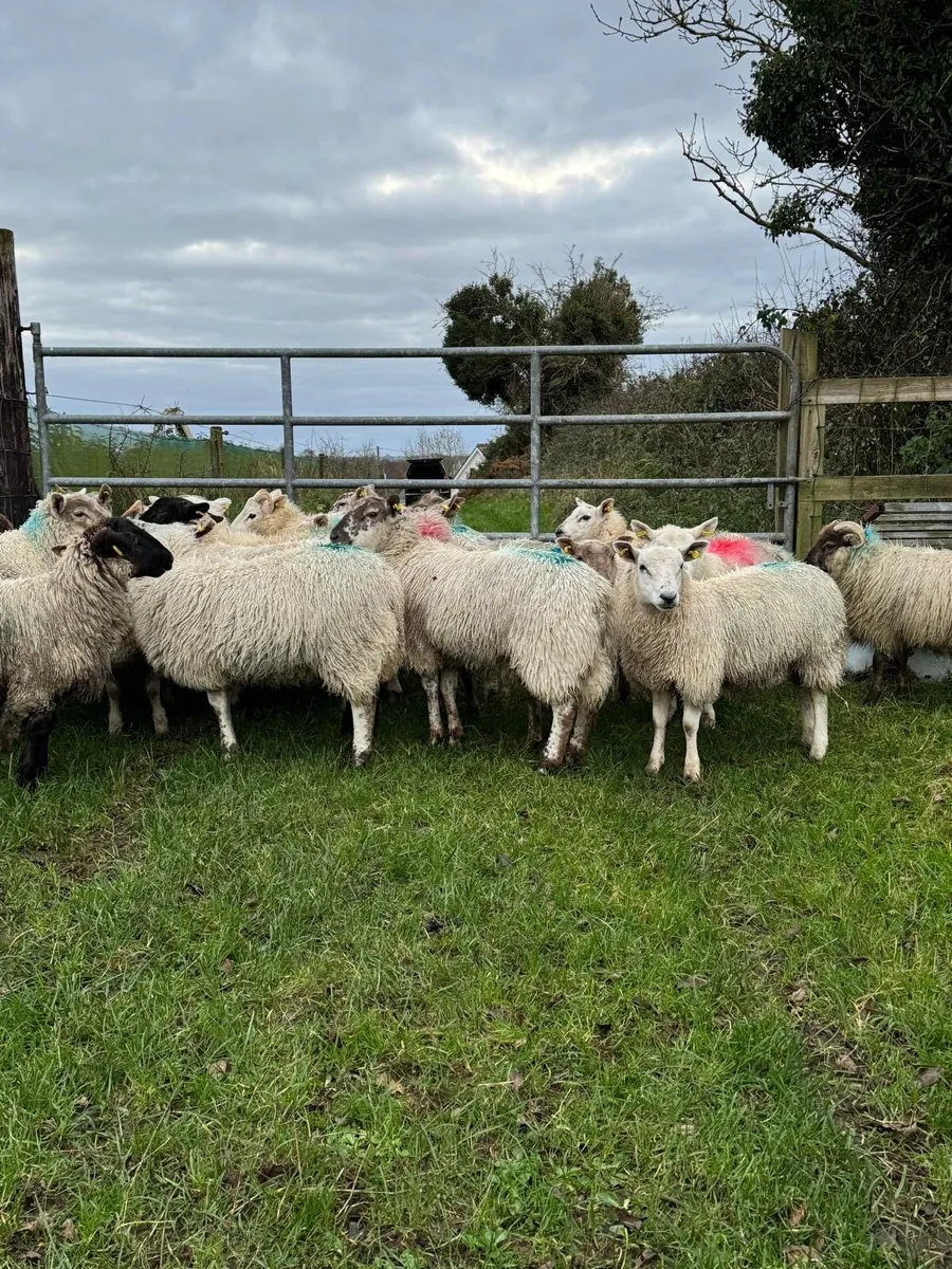 STORE LAMBS - Image 4