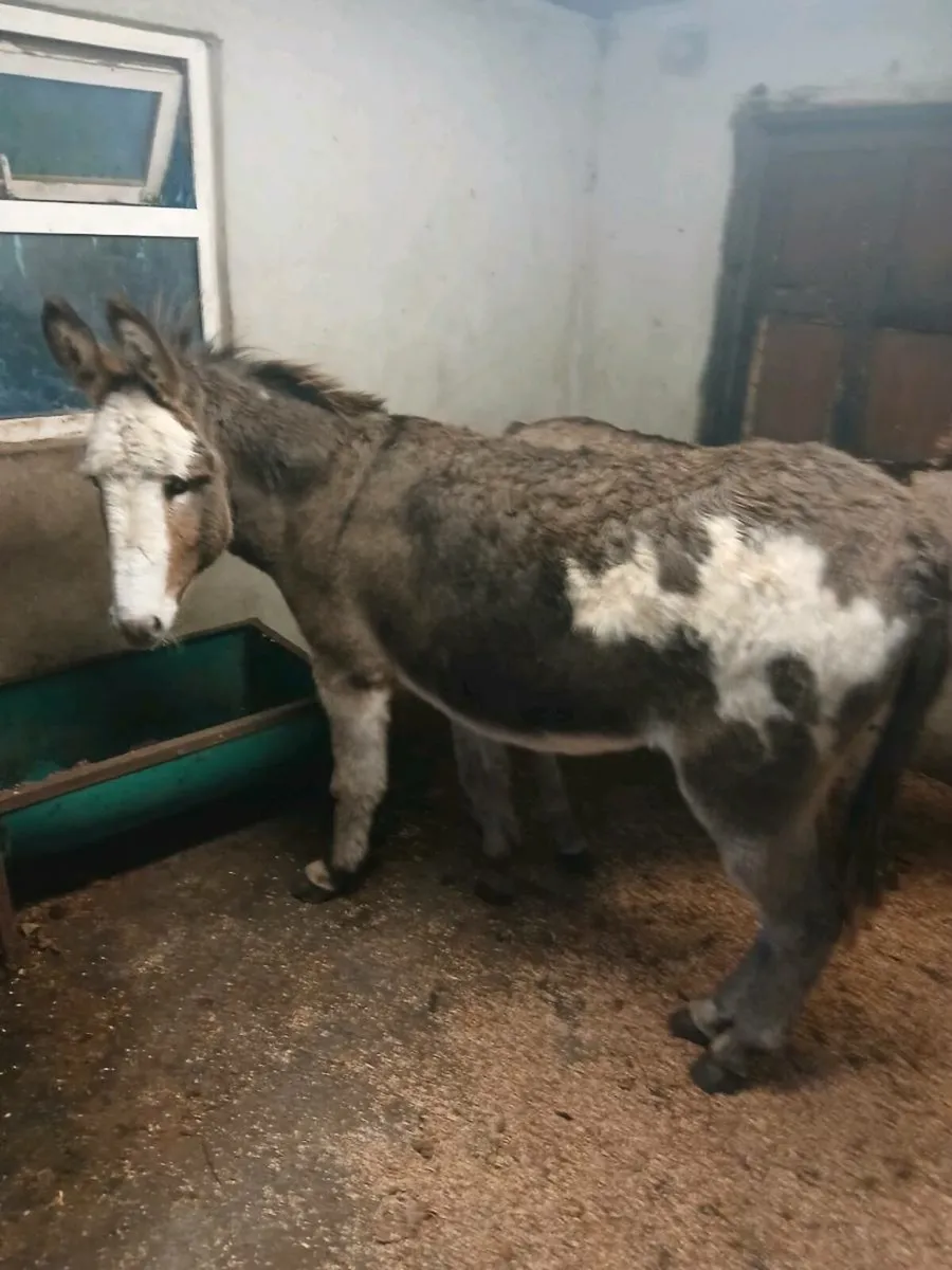 2× 4 year old Female Donkeys - Image 1