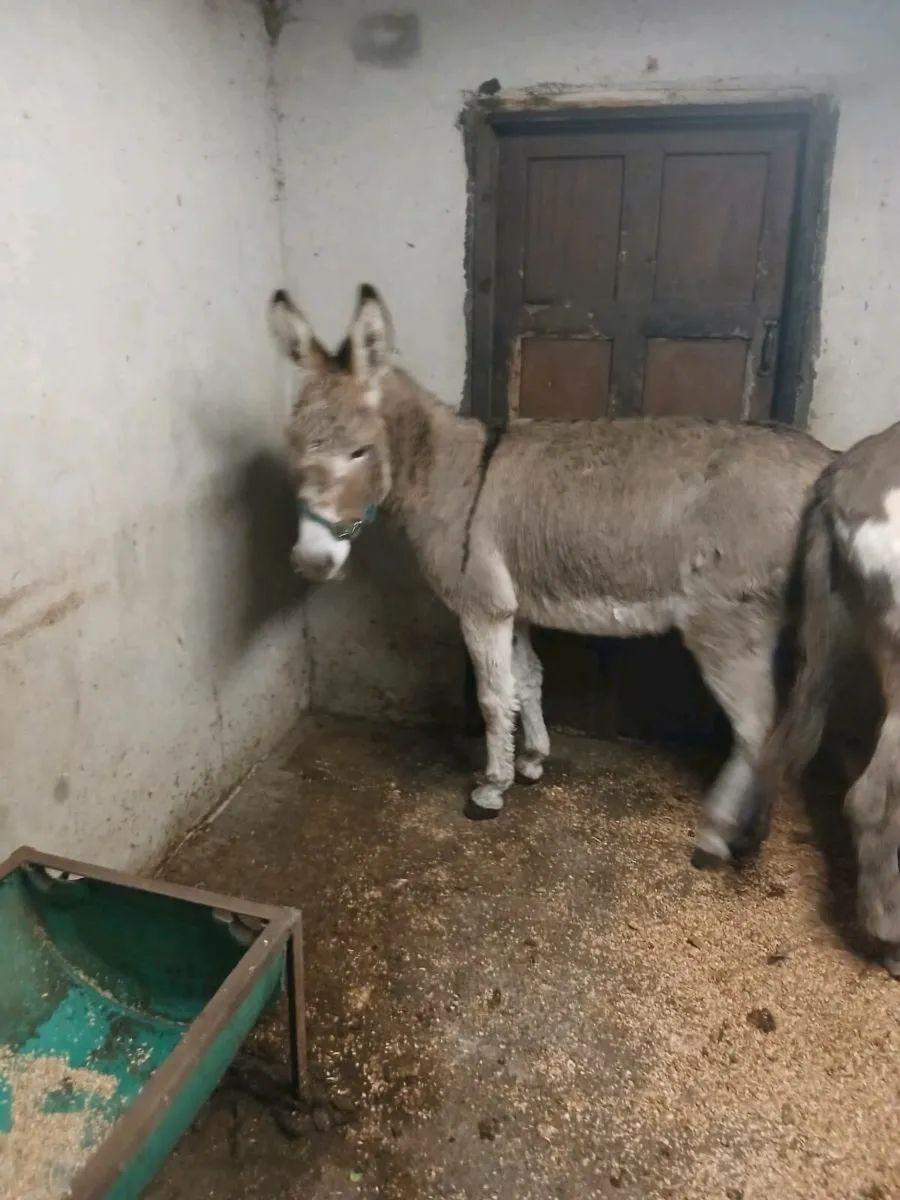 2× 4 year old Female Donkeys - Image 2