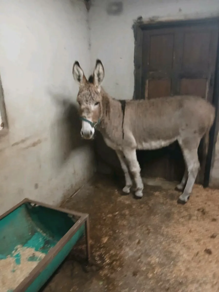 2× 4 year old Female Donkeys - Image 3