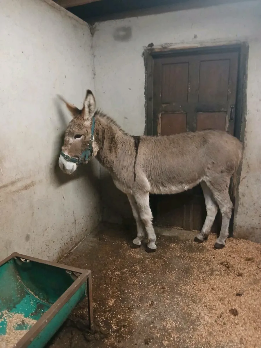 2× 4 year old Female Donkeys - Image 4