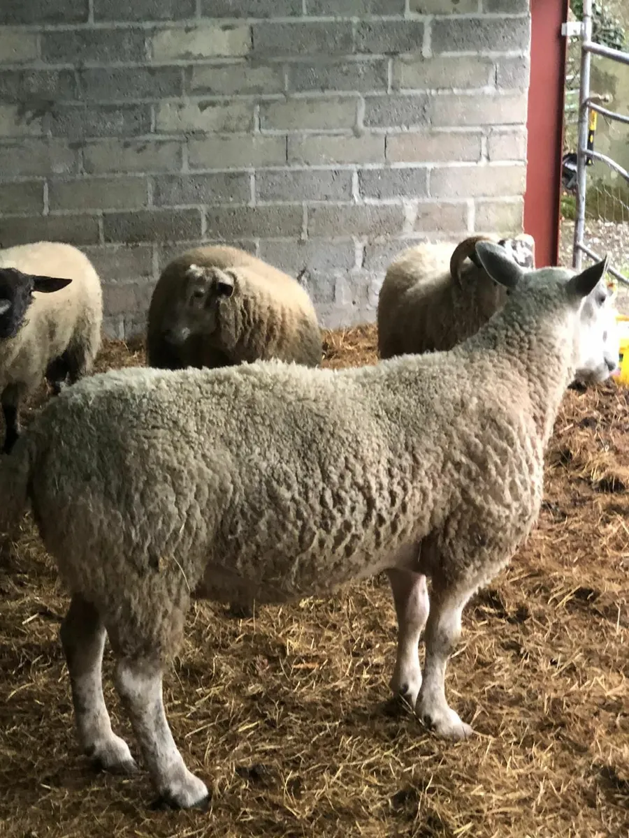 Blue faced leicester Ram. - Image 2