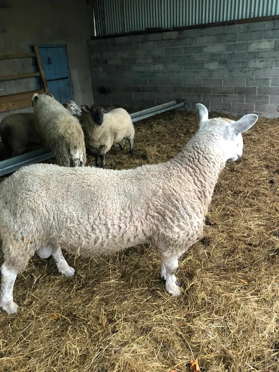 Blue faced leicester Ram. - Image 3