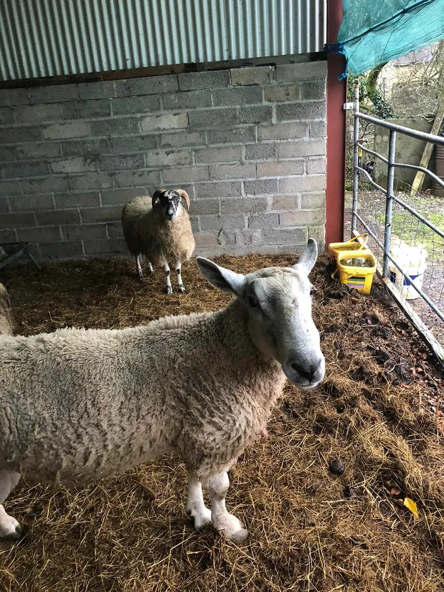 Blue faced leicester Ram. - Image 4