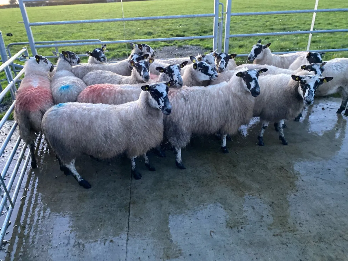 Mule Hogget Ewes - Image 1