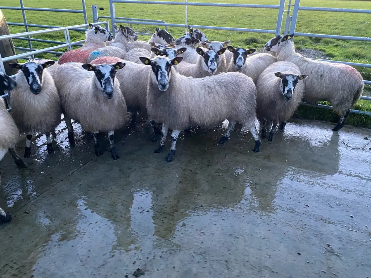 Mule Hogget Ewes - Image 2