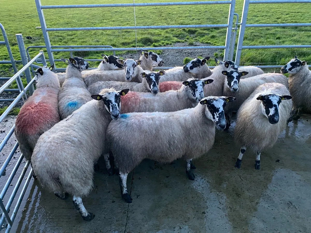 Mule Hogget Ewes - Image 3