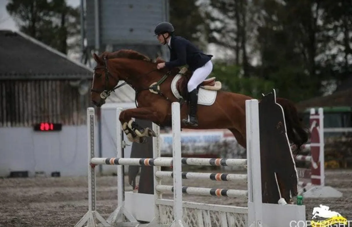 Cavan Lot : 38 complete amature/young rider horse - Image 1