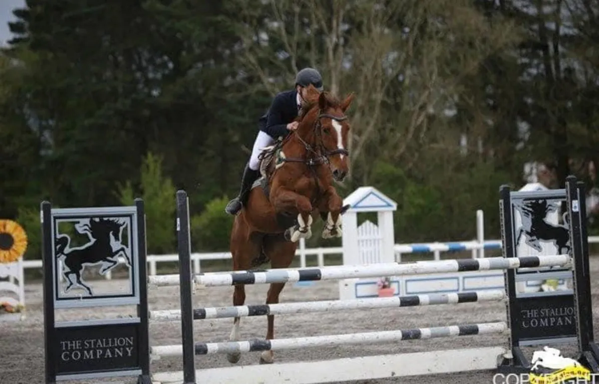 Cavan Lot : 38 complete amature/young rider horse - Image 3