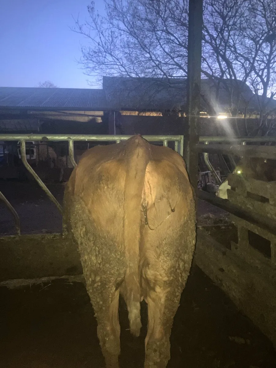 5 star Incalf Cow - Image 2