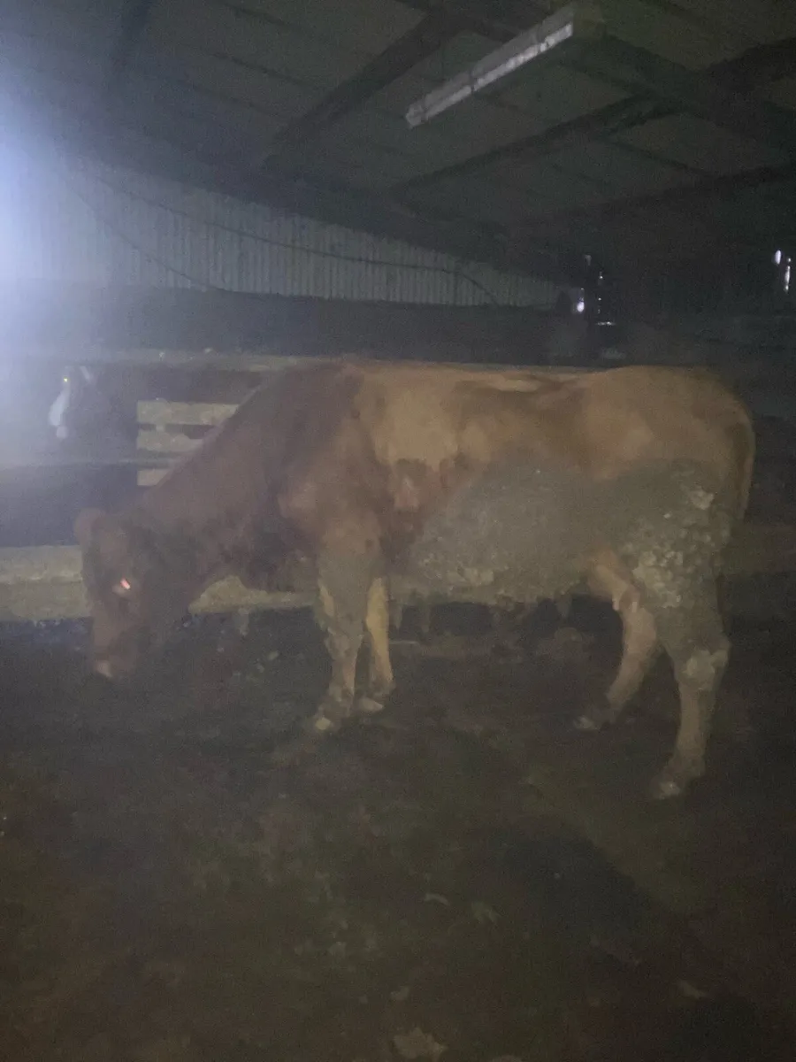 5 star Incalf Cow - Image 3