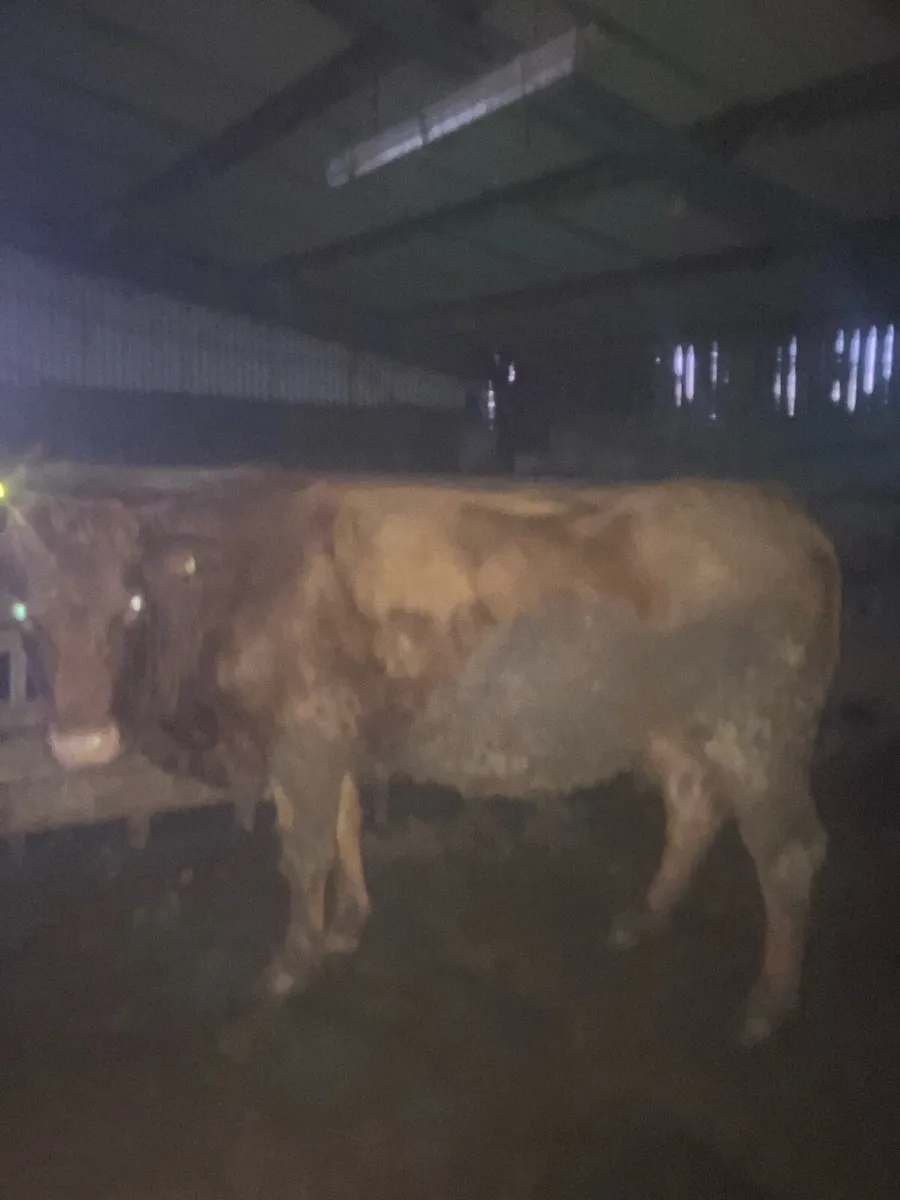 5 star Incalf Cow - Image 1