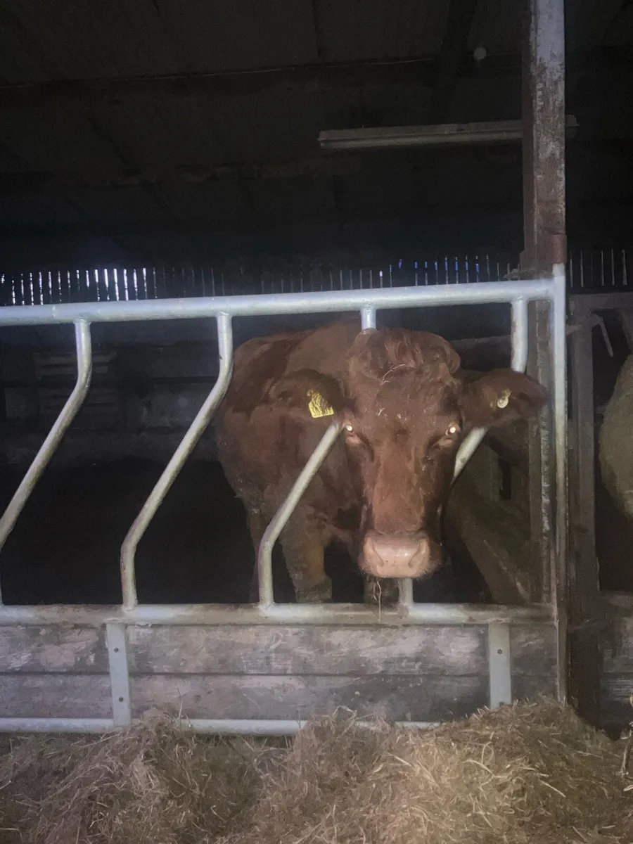 5 star Incalf Cow - Image 4