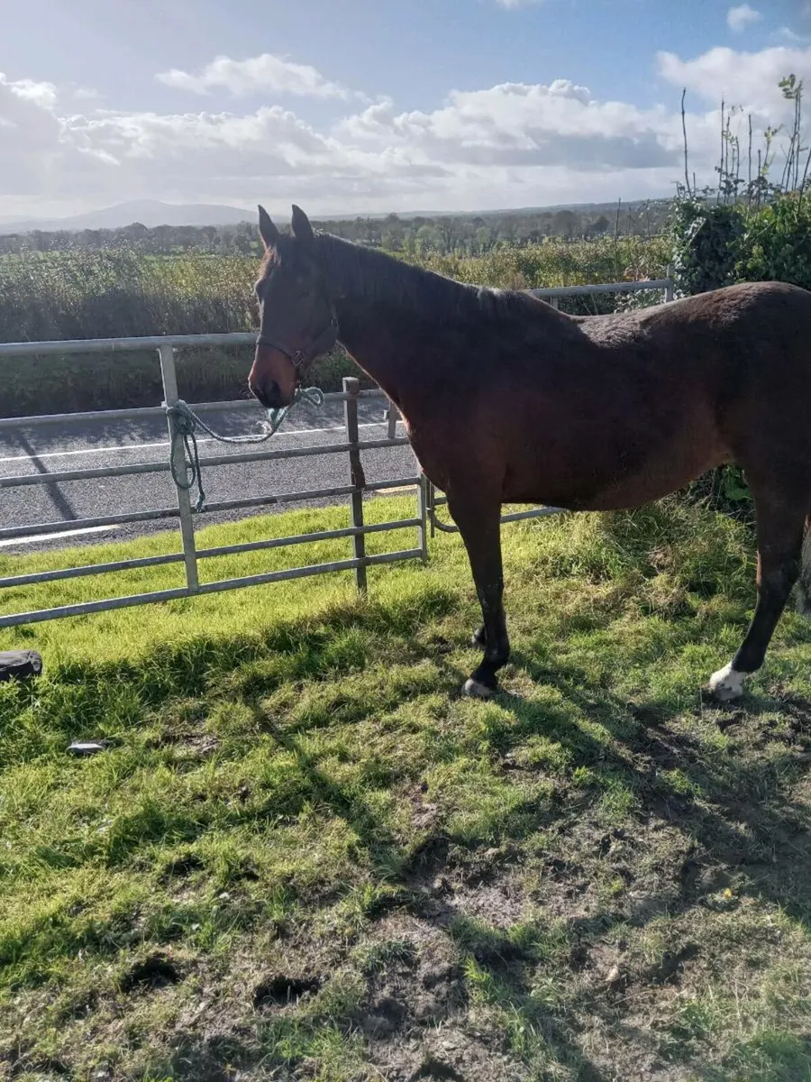 Mare for sale - Image 1