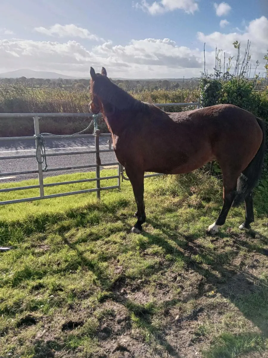 Mare for sale - Image 2