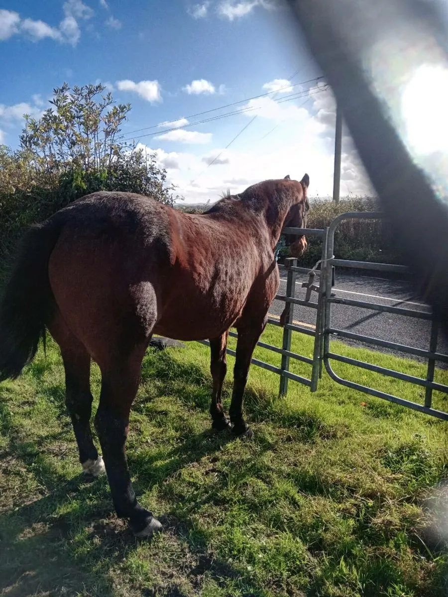 Mare for sale - Image 3