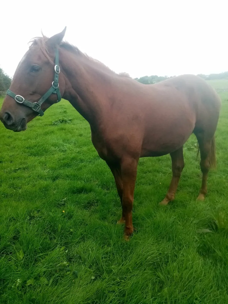 16hh Thoroughbred Mare – Online Auction Now Live - Image 1