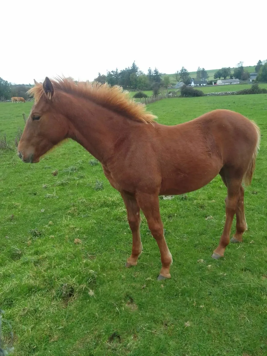 16hh Thoroughbred Mare – Online Auction Now Live - Image 2