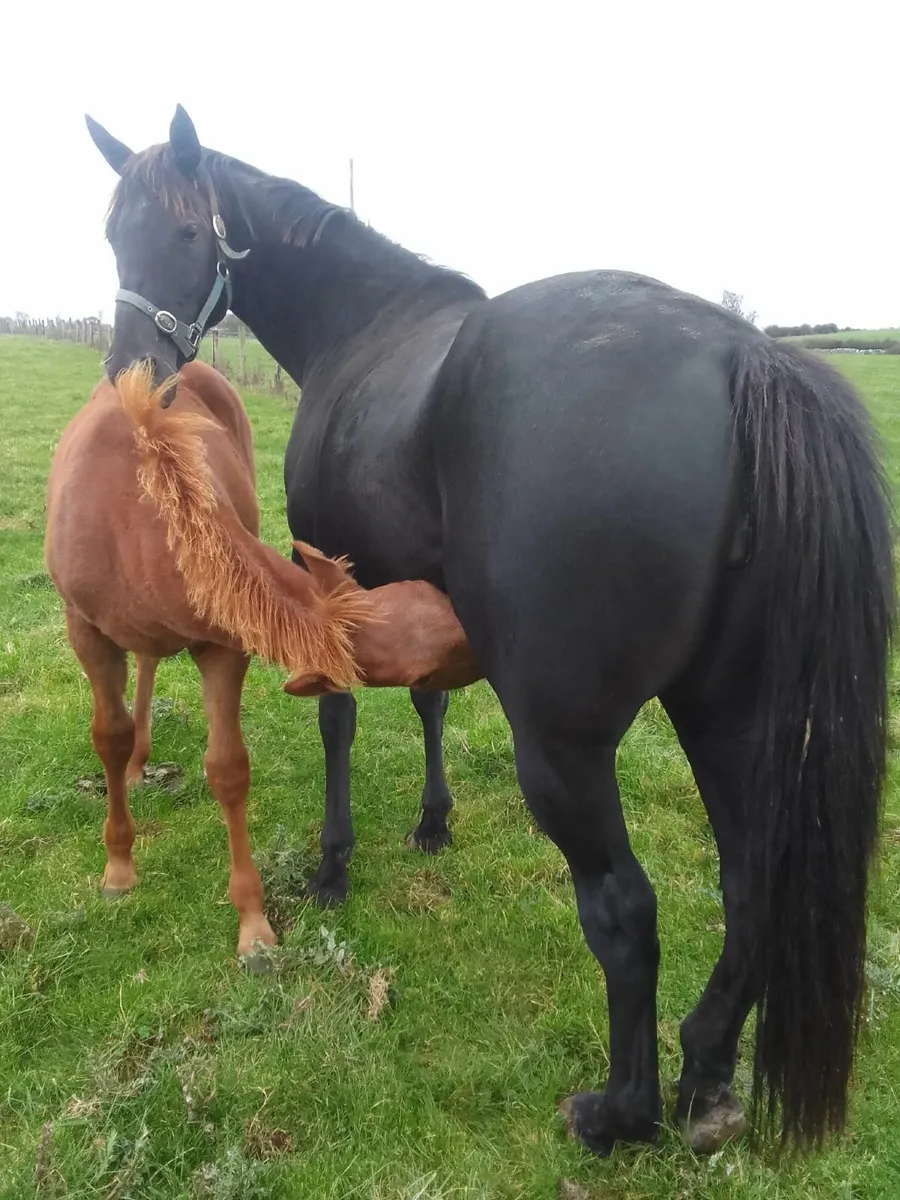 16hh Thoroughbred Mare – Online Auction Now Live - Image 3