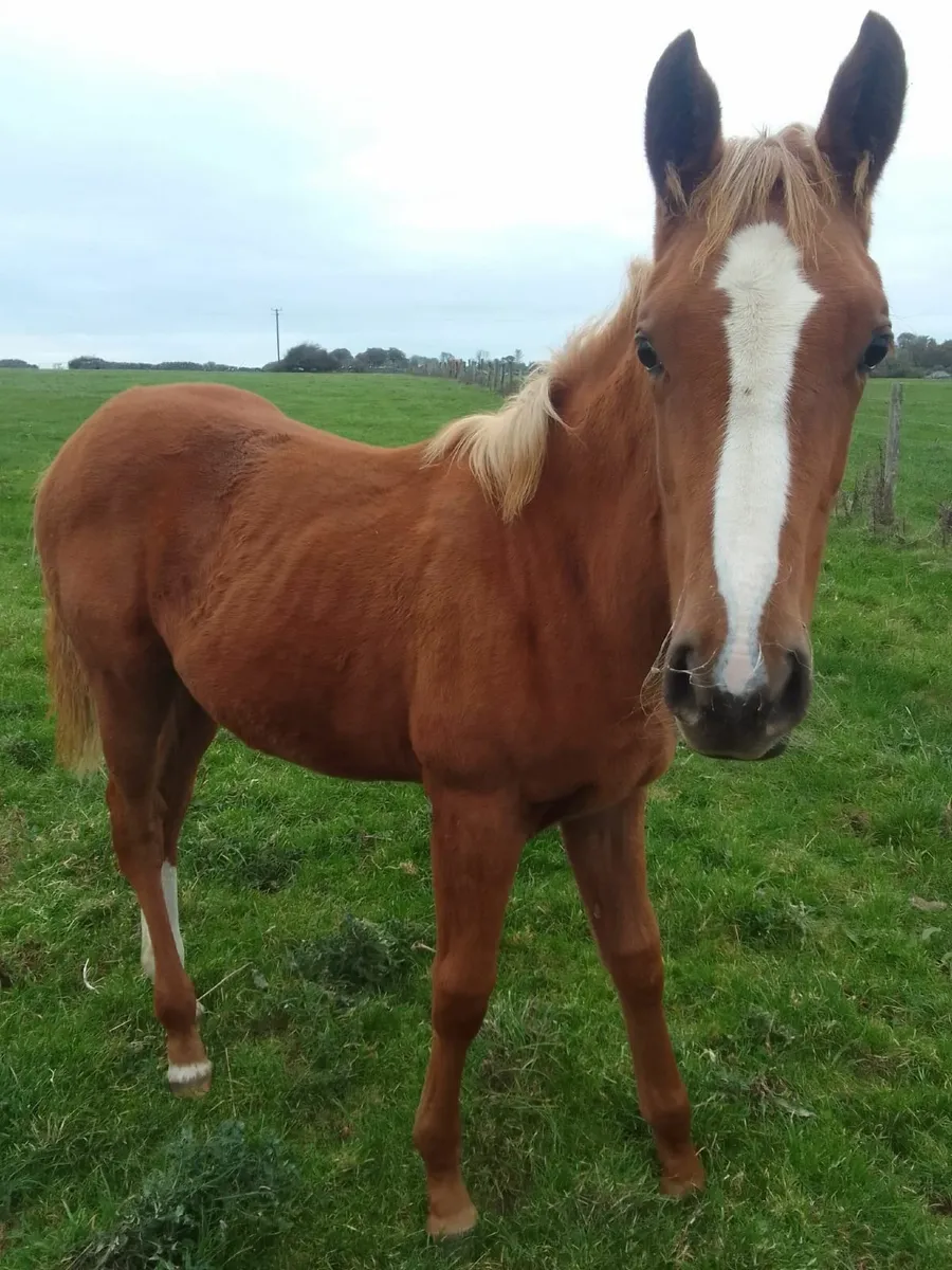 16hh Thoroughbred Mare – Online Auction Now Live - Image 4