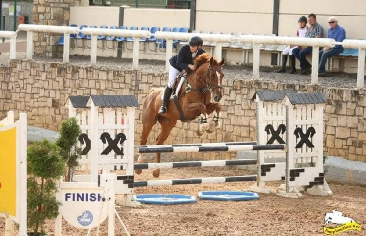 Cavan Lot : 38 complete amature/young rider horse - Image 4