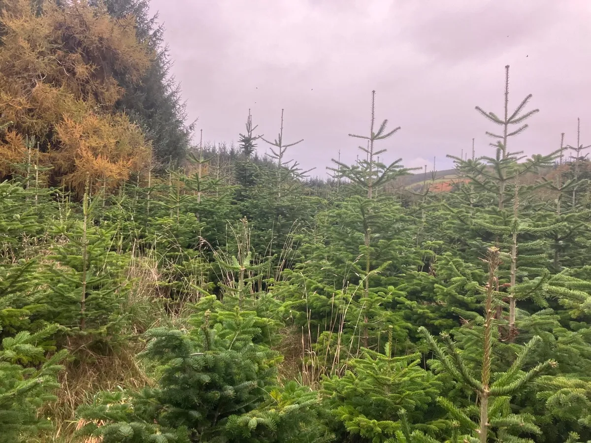 Christmas Trees - Image 1