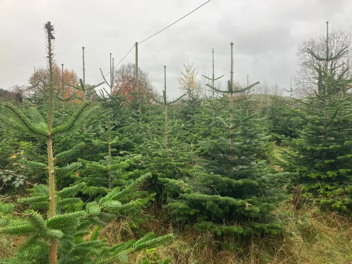 Christmas Trees - Image 2