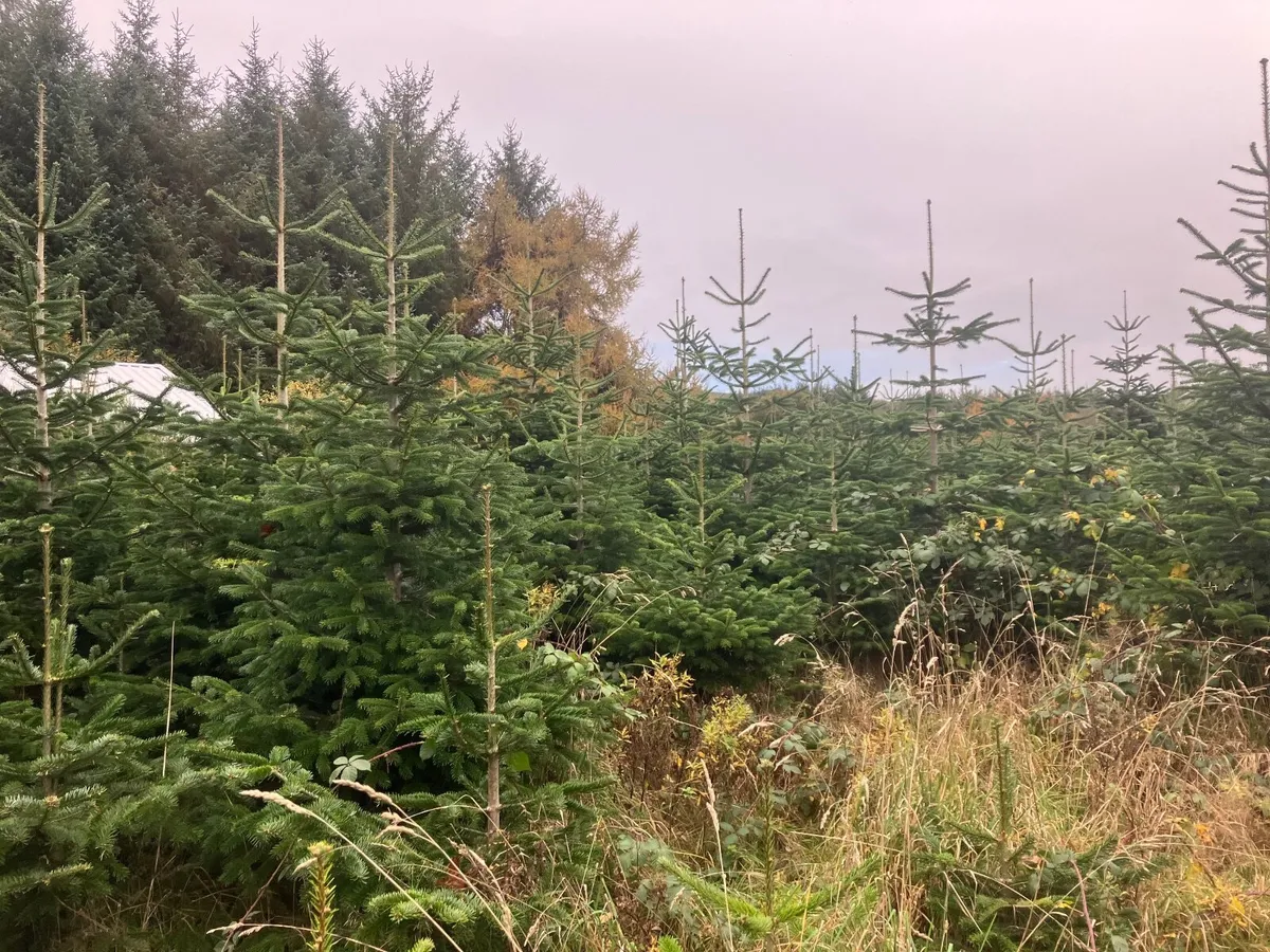 Christmas Trees - Image 3