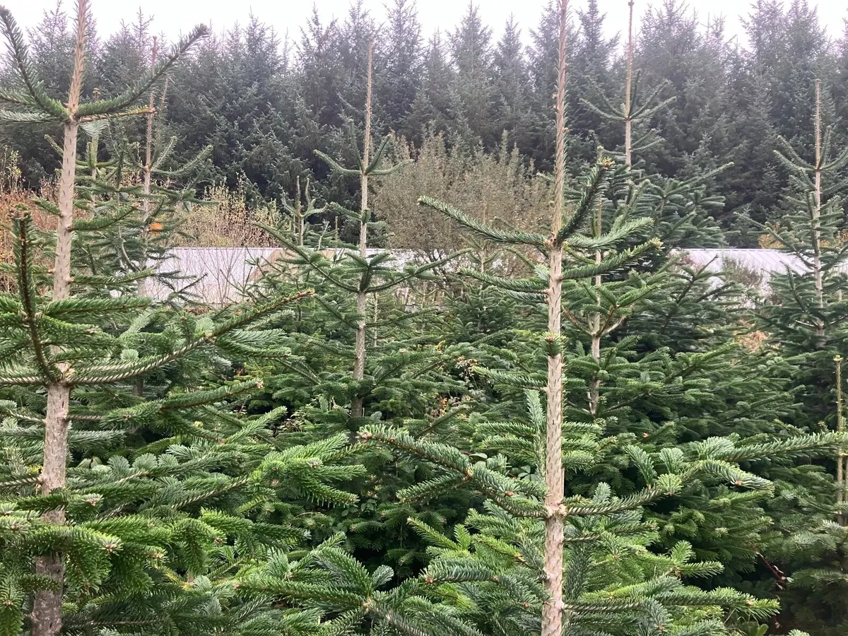 Christmas Trees - Image 4