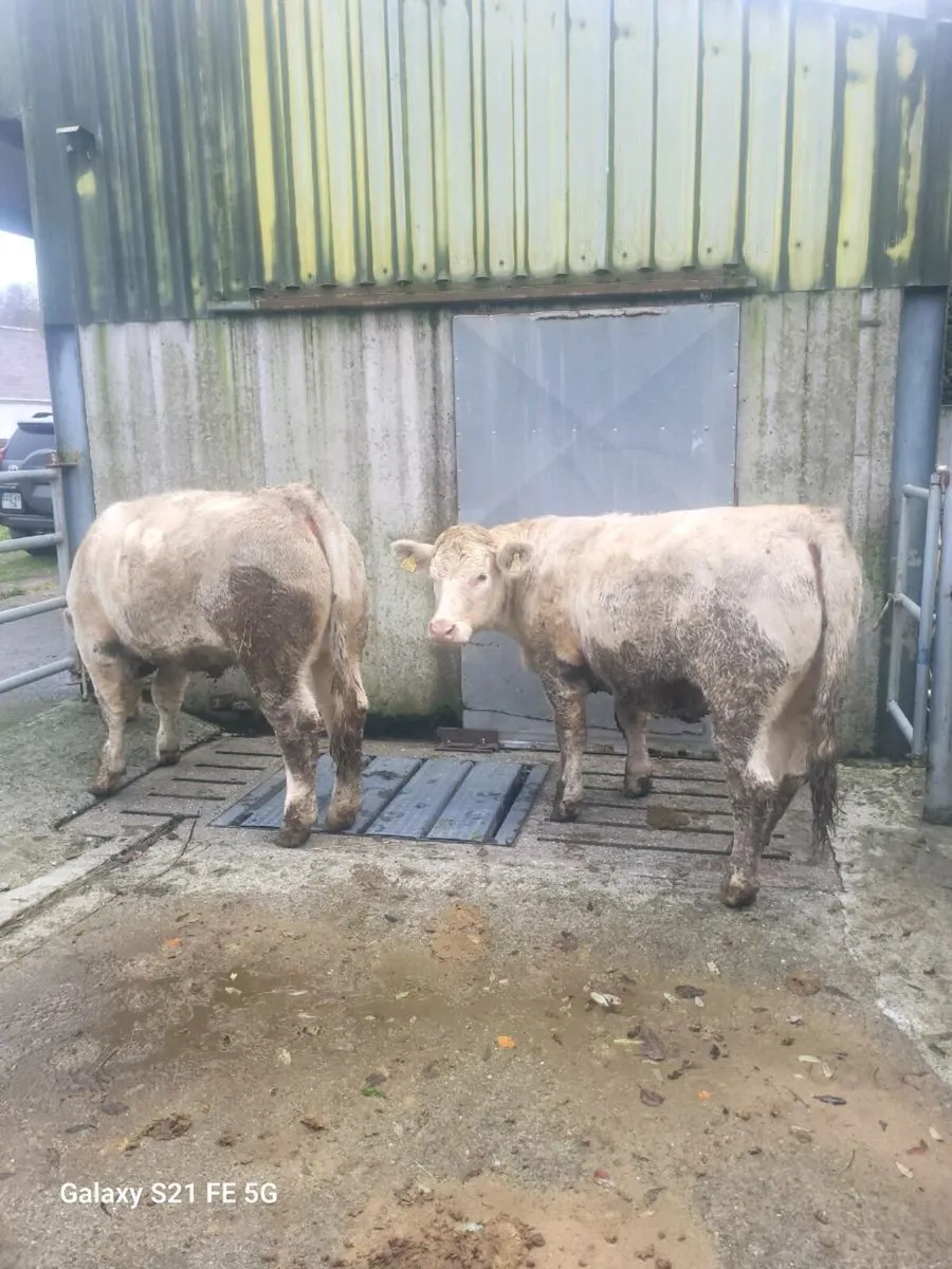 Pbr charlaois heifers - Image 1