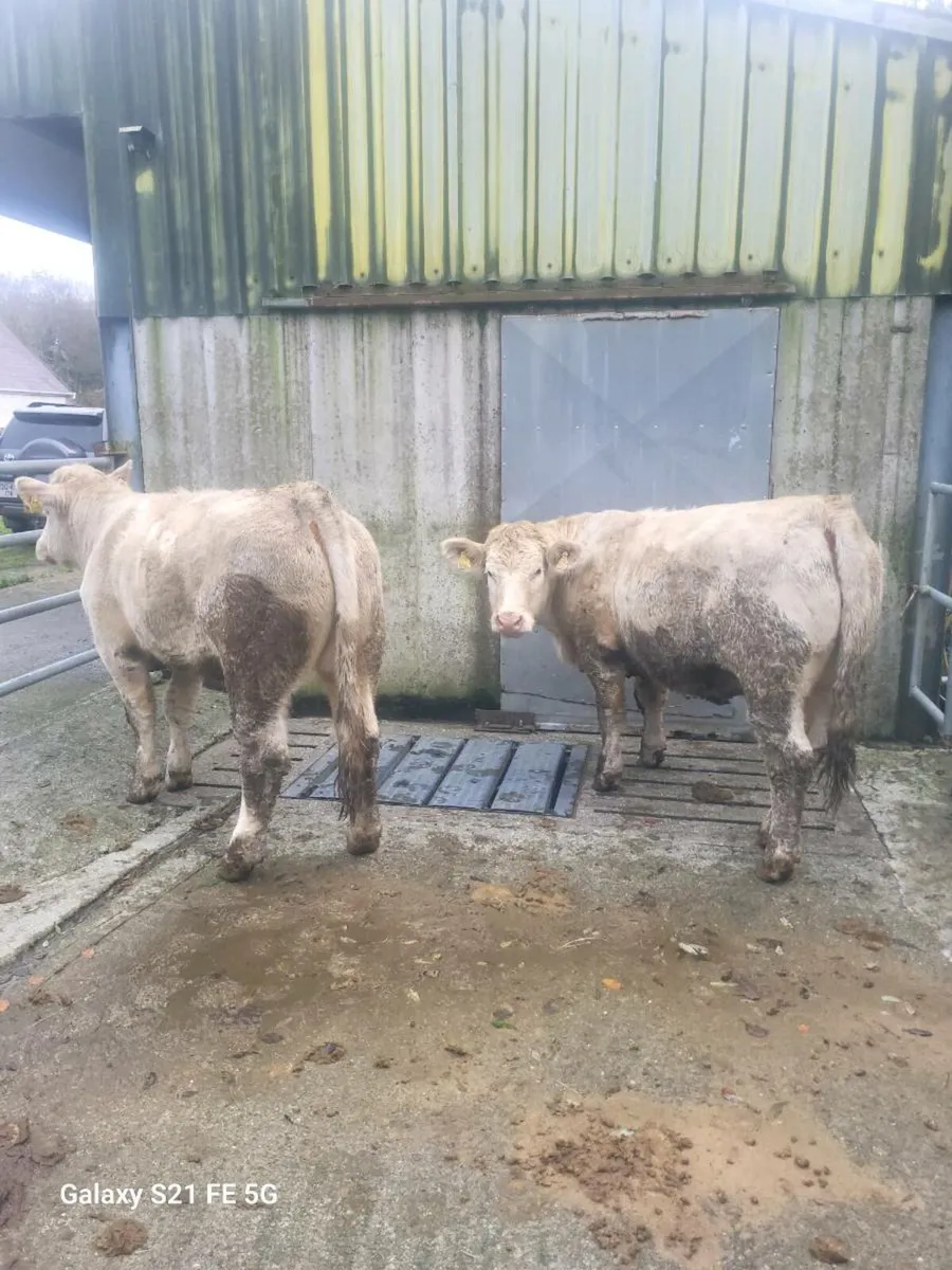 Pbr charlaois heifers - Image 2